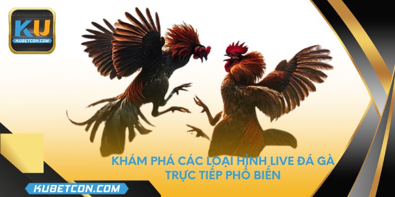 Khám phá các loại hình live đá gà trực tiếp phổ biến