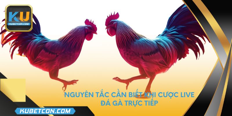 Nguyên tắc cần biết khi cược live đá gà trực tiếp