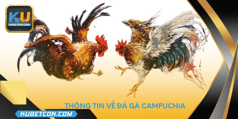 Thông tin về đá gà Campuchia 