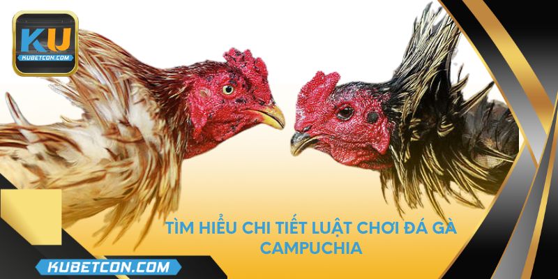 Tìm hiểu chi tiết luật chơi đá gà Campuchia