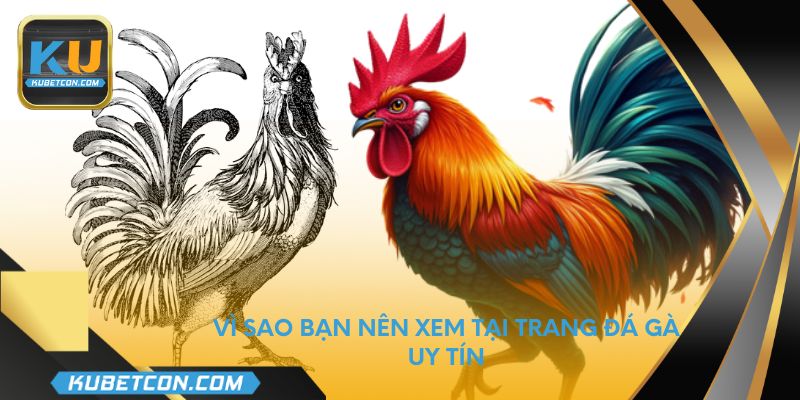 Vì sao bạn nên xem tại trang đá gà uy tín